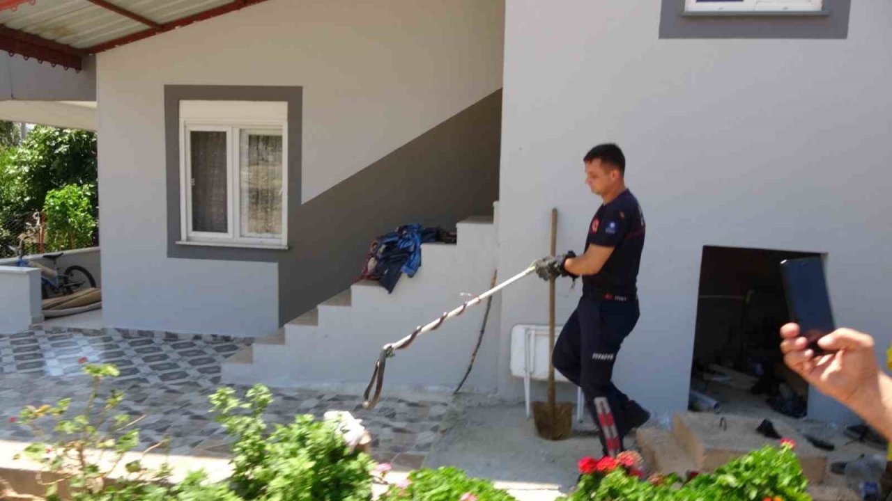 Ormanlar yanınca gölge alan bulamayan yılanlar yerleşim alanına indi