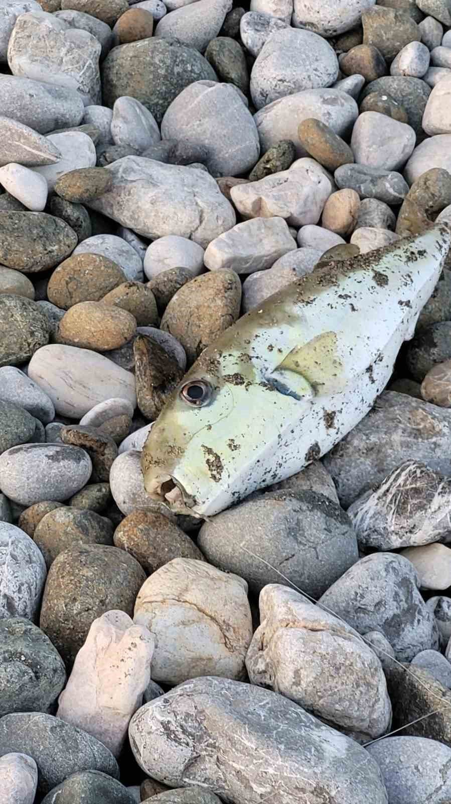 Vatandaşların oltalarına Balon balığı takılıyor