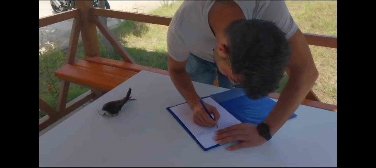 Bitkin düşen ebabil kuşu tedavi altına alındı