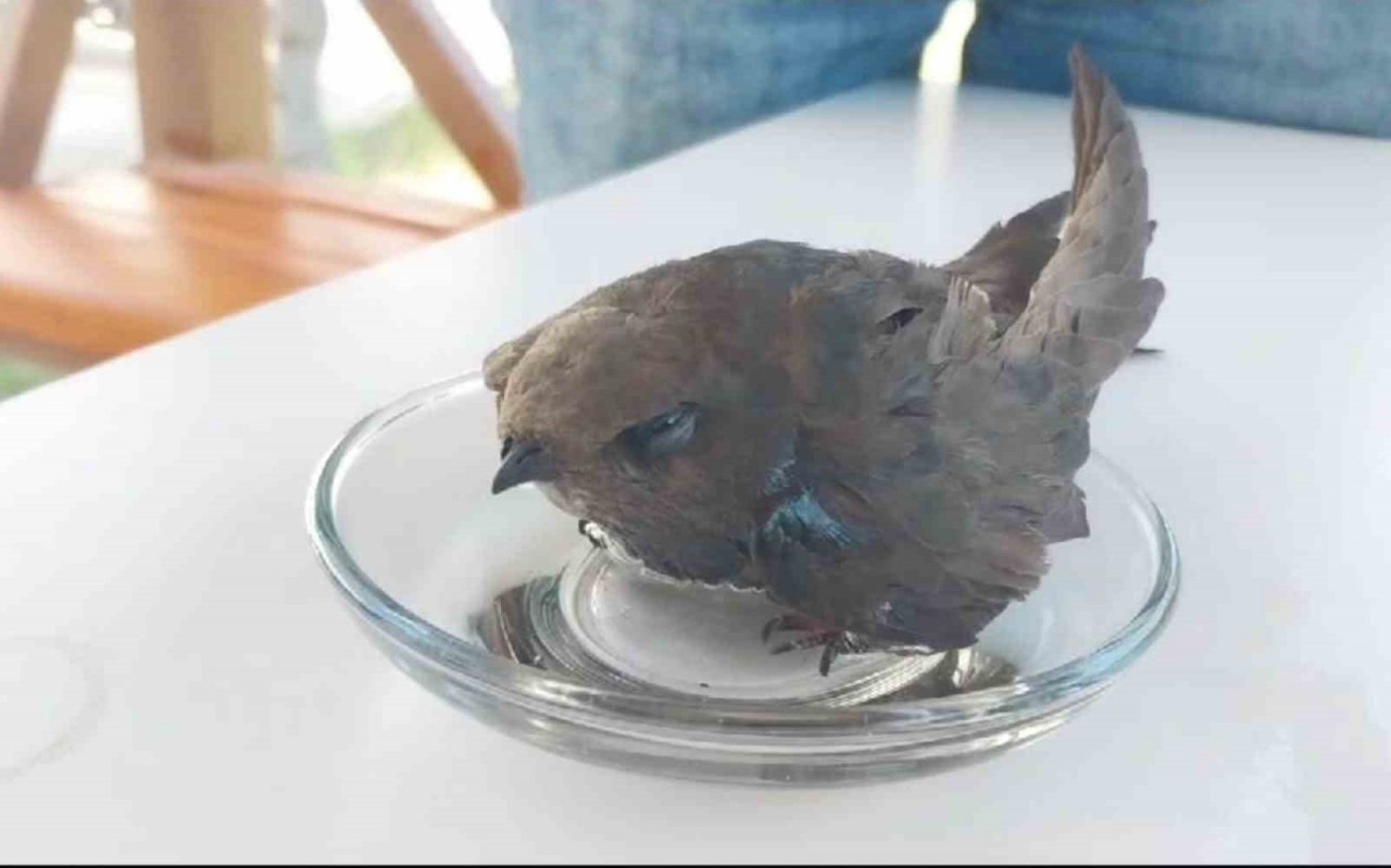 Bitkin düşen ebabil kuşu tedavi altına alındı