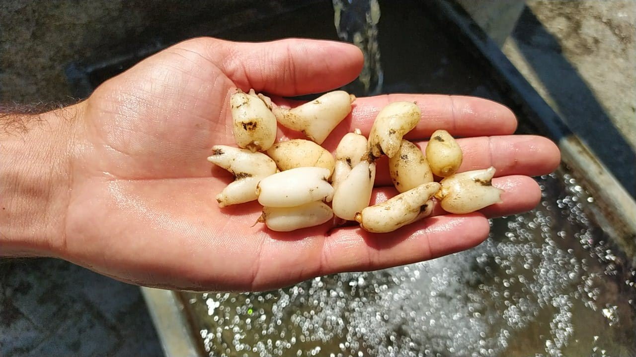 Yozgat’ta salep orkidelerine yönelik bilimsel çalışma yapıldı