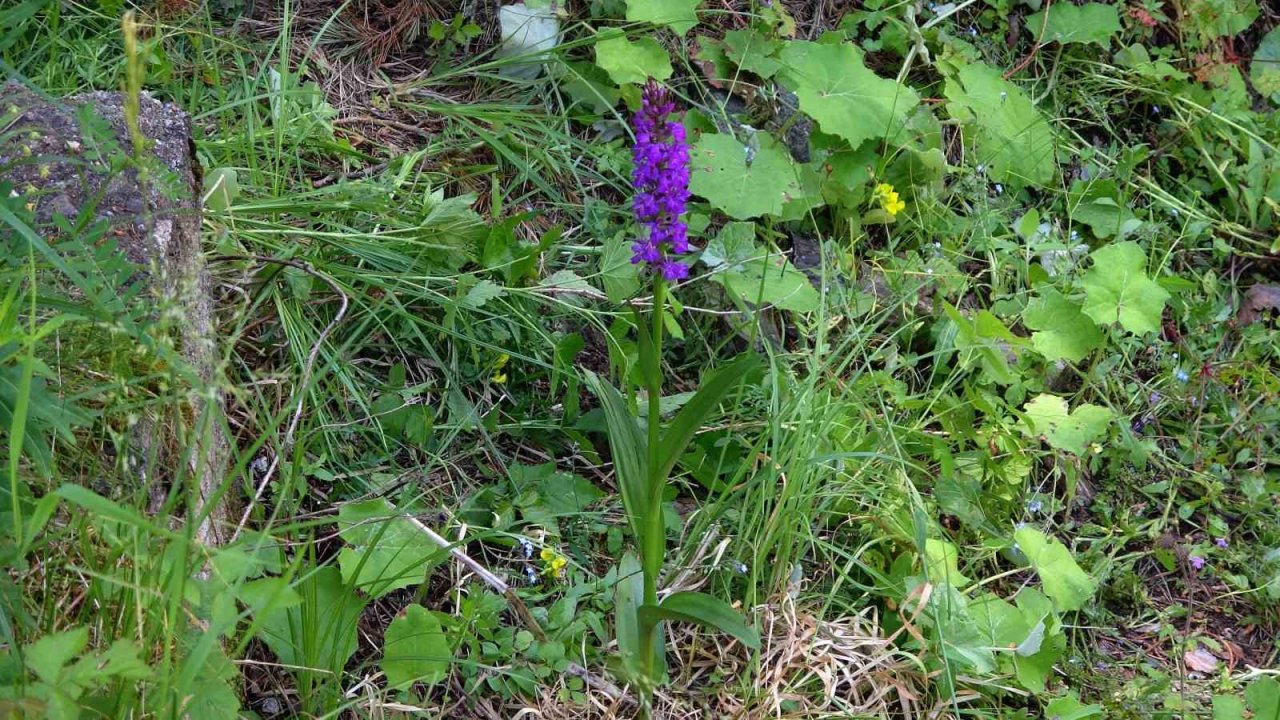 Yozgat’ta salep orkidelerine yönelik bilimsel çalışma yapıldı