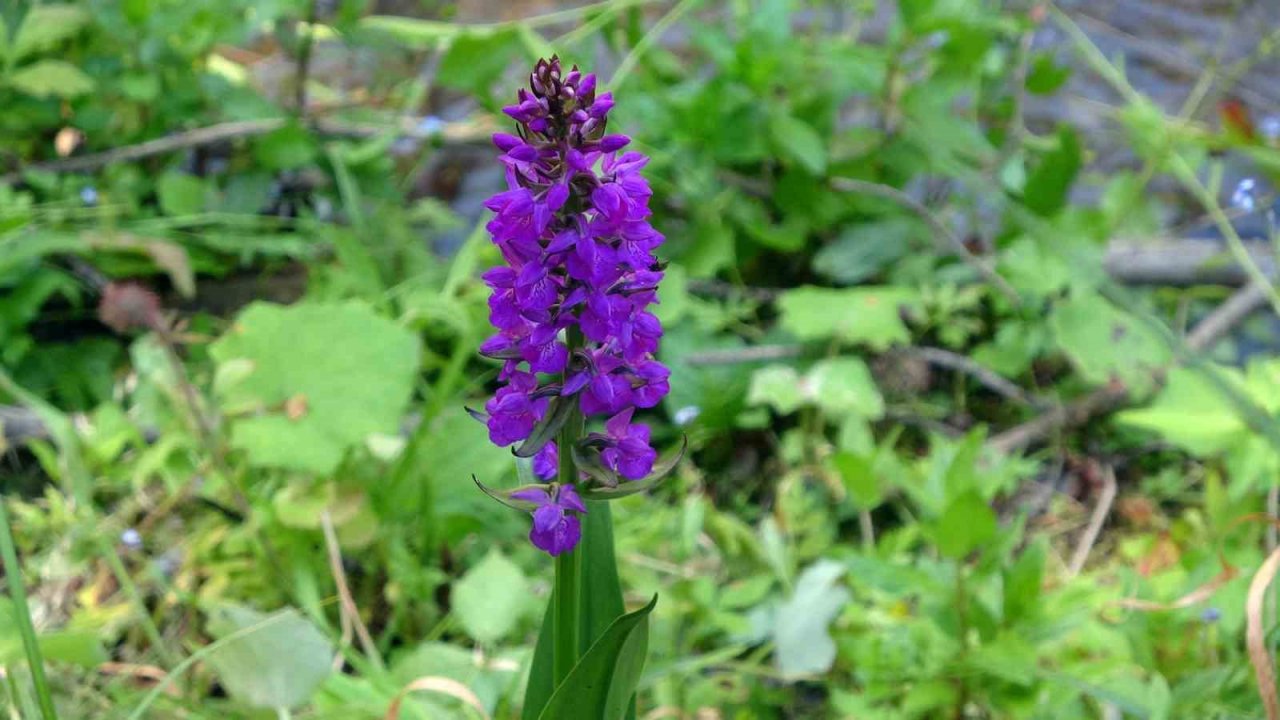 Yozgat’ta salep orkidelerine yönelik bilimsel çalışma yapıldı