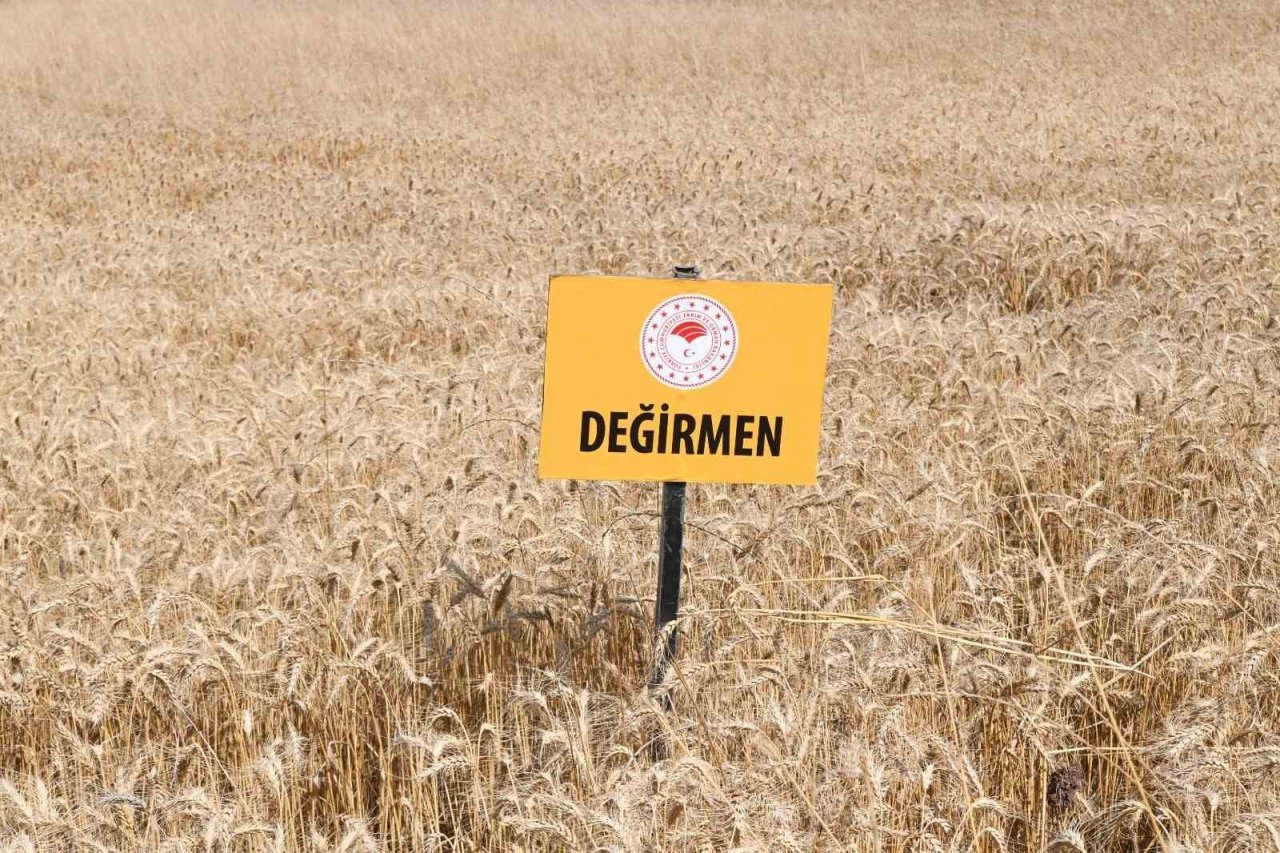 Lapseki’de Buğday Çeşit Demonstrasyon Tarla Günü düzenlendi