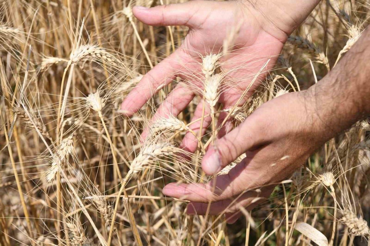 Lapseki’de Buğday Çeşit Demonstrasyon Tarla Günü düzenlendi