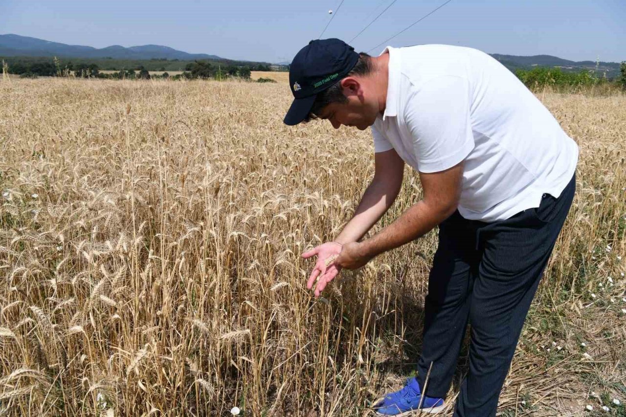Lapseki’de Buğday Çeşit Demonstrasyon Tarla Günü düzenlendi
