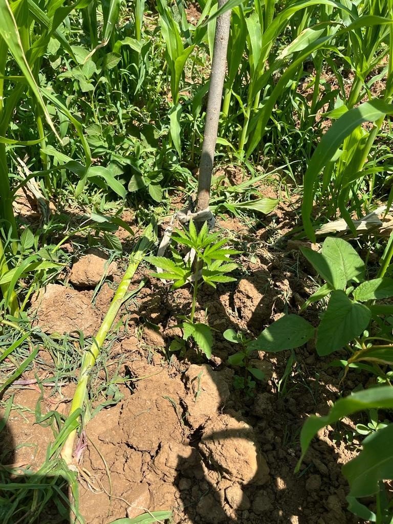 Uyuşturucuyu oğluna sattıran babanın suça karıştığını kameralar kanıtladı