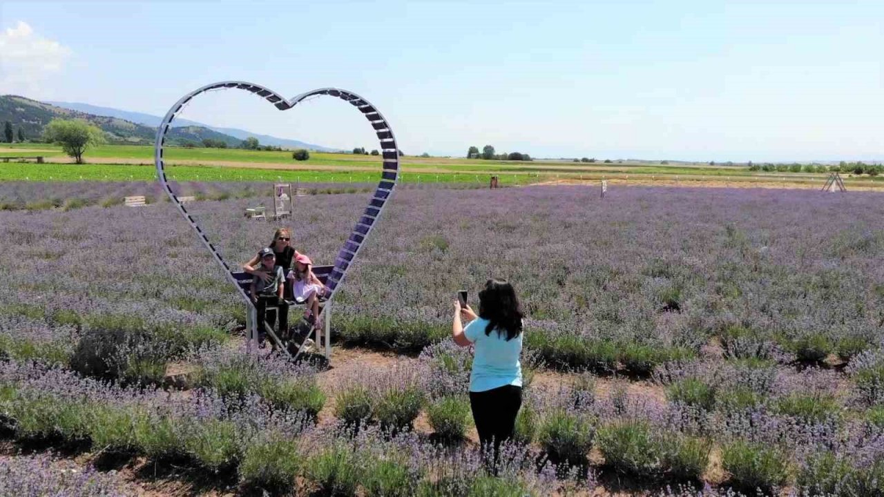 ‘Süpürge mi dikiyorsun?’ diyenlere inat lavanta yetiştirdi
