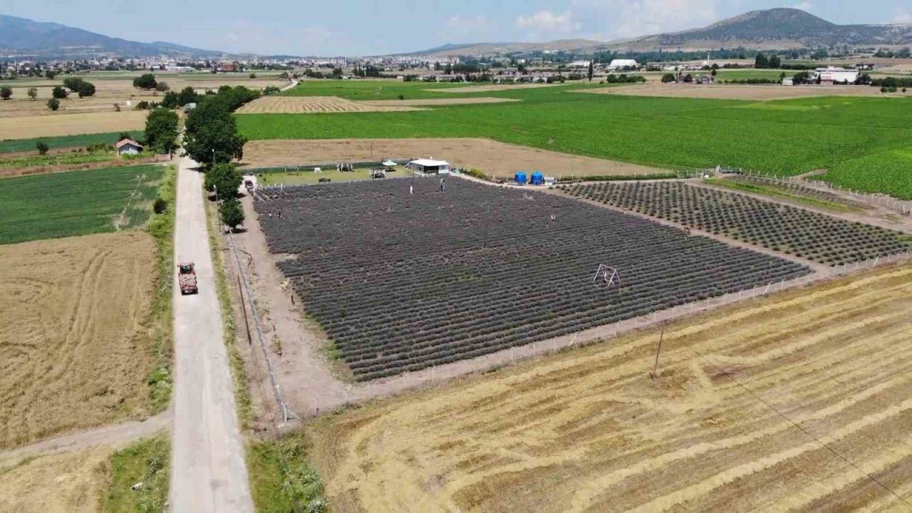 ‘Süpürge mi dikiyorsun?’ diyenlere inat lavanta yetiştirdi