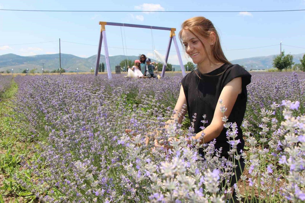 ‘Süpürge mi dikiyorsun?’ diyenlere inat lavanta yetiştirdi