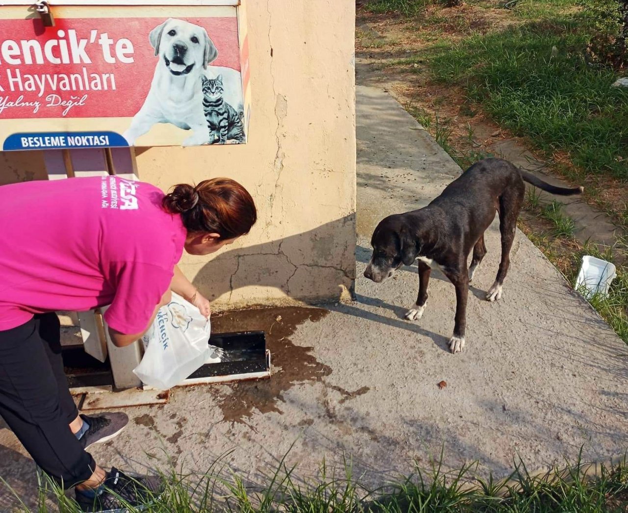 Germencik Belediyesi kavurucu sıcaklarda can dostlar için seferber oldu