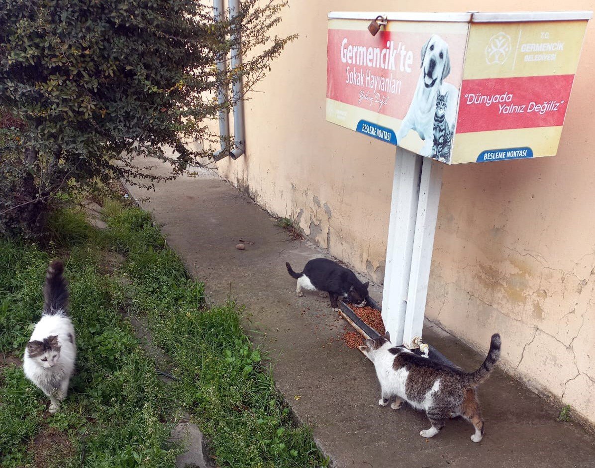 Germencik Belediyesi kavurucu sıcaklarda can dostlar için seferber oldu