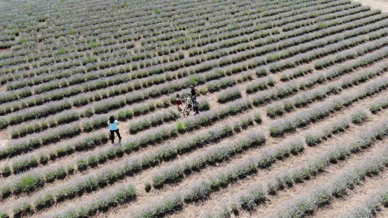 ‘Süpürge mi dikiyorsun?’ diyenlere inat lavanta yetiştirdi