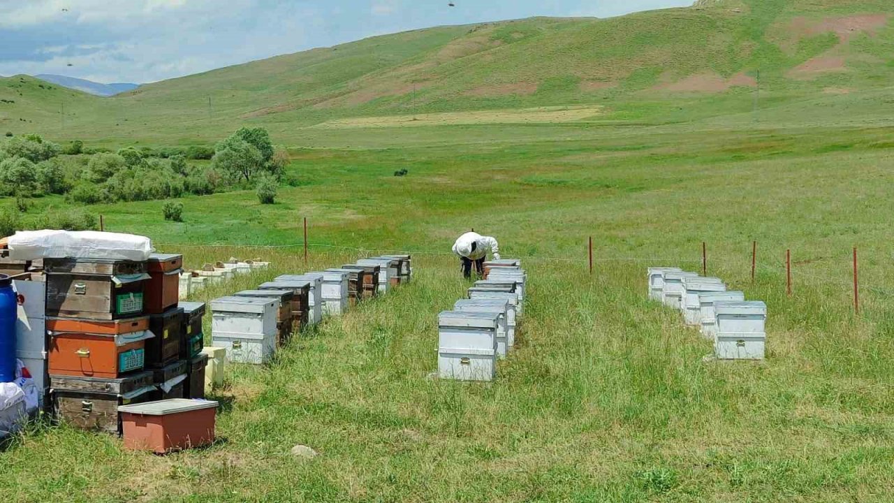 Gezgin arıcılar, kestaneden sonra çiçek balından da umutsuz
