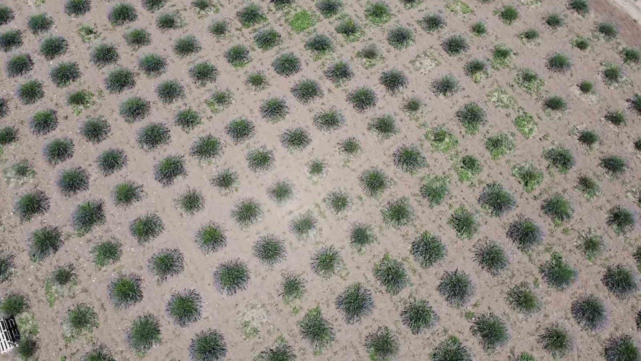 ‘Süpürge mi dikiyorsun?’ diyenlere inat lavanta yetiştirdi