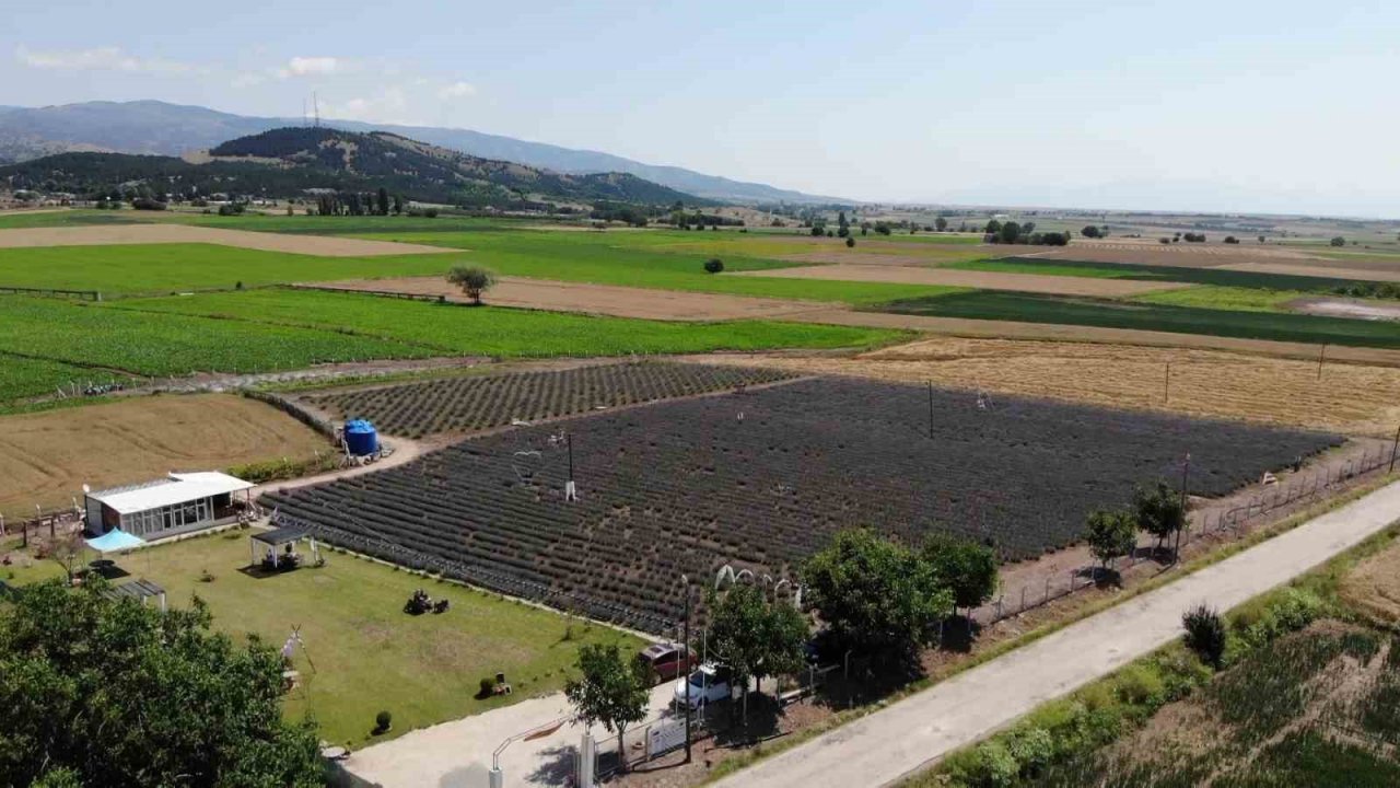 ‘Süpürge mi dikiyorsun?’ diyenlere inat lavanta yetiştirdi