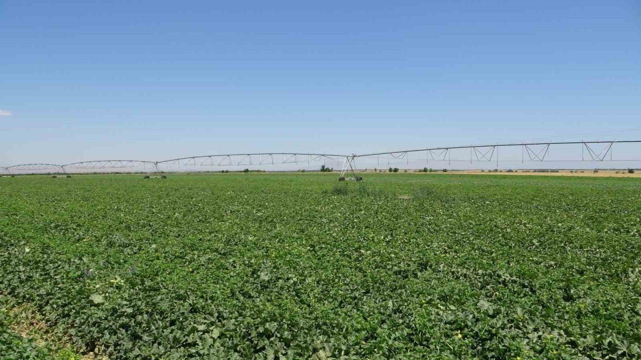 Sultansuyu’nda karpuz ve kavun hasadı için gün sayılıyor