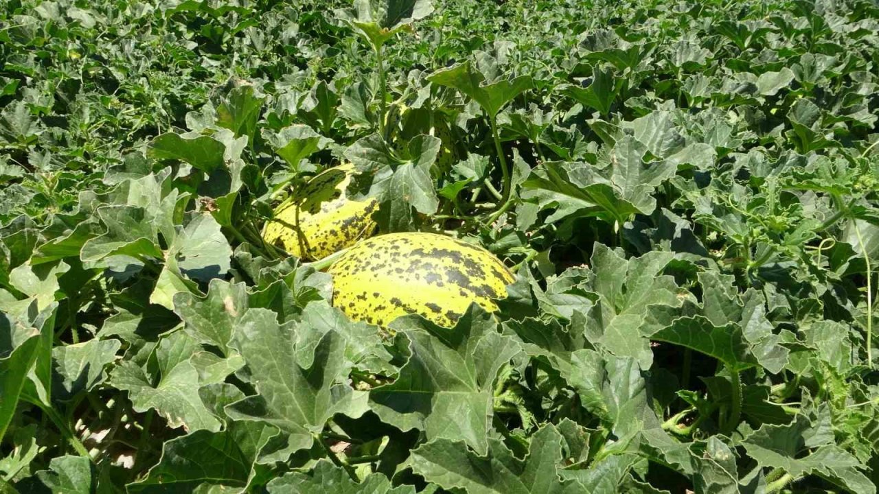 Sultansuyu’nda karpuz ve kavun hasadı için gün sayılıyor