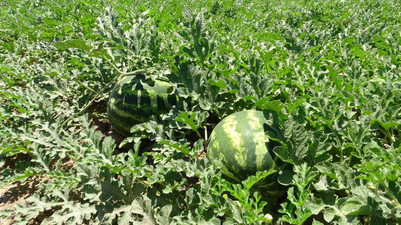 Sultansuyu’nda karpuz ve kavun hasadı için gün sayılıyor
