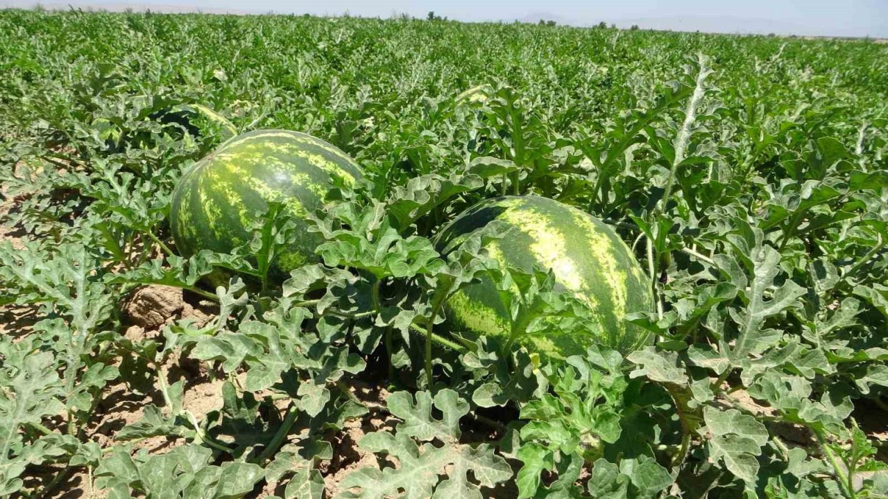 Sultansuyu’nda karpuz ve kavun hasadı için gün sayılıyor