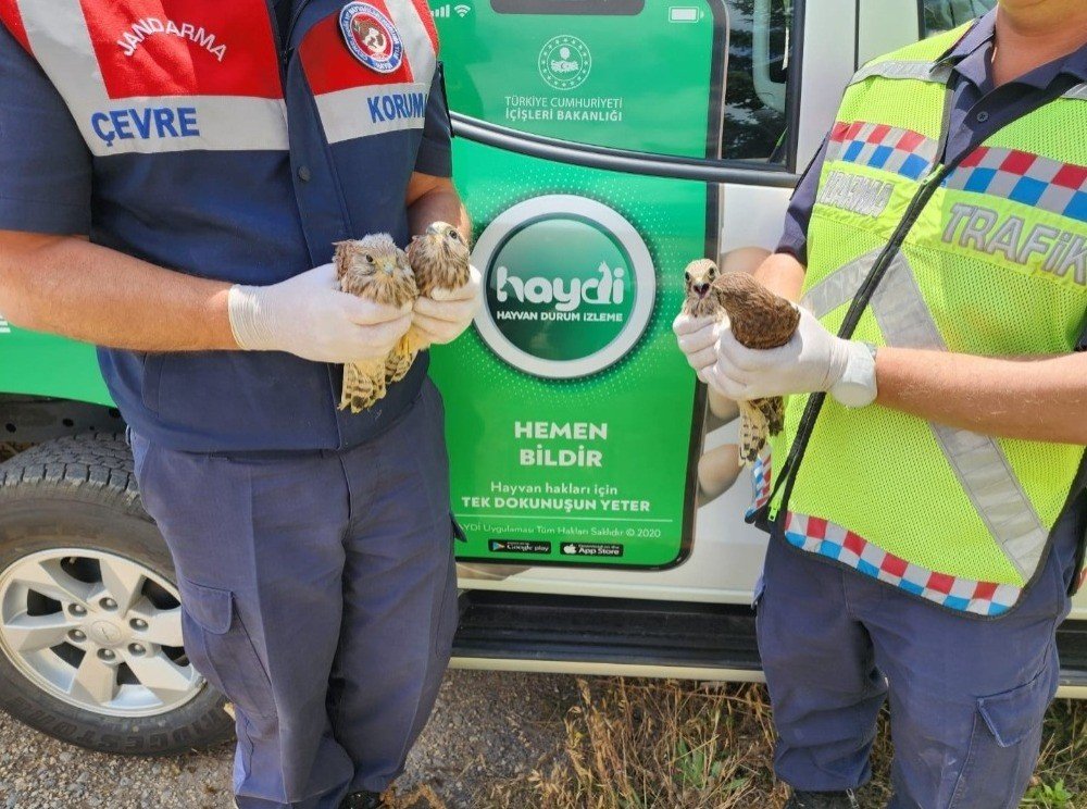 Sivas’ta yavru ve yaralı halde Kerkenez ve Ebabil kuşları bulundu
