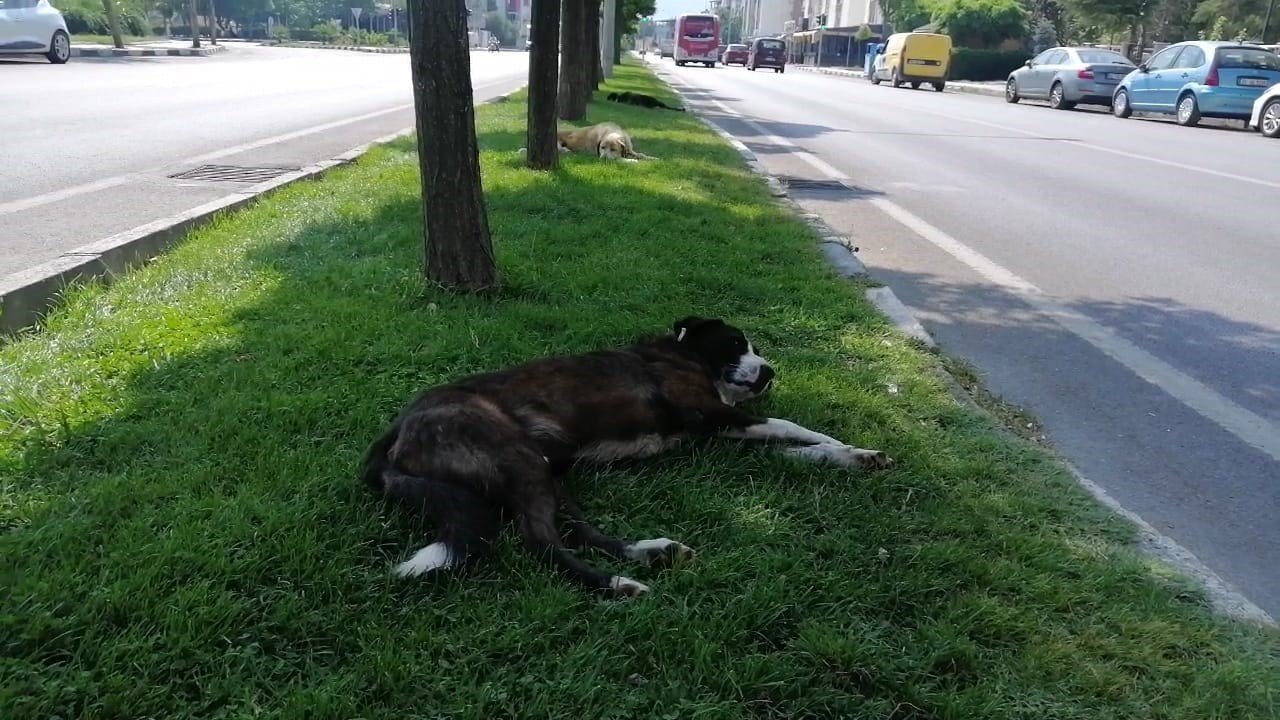 Manisa’da termometreler 50 dereceyi gösterdi