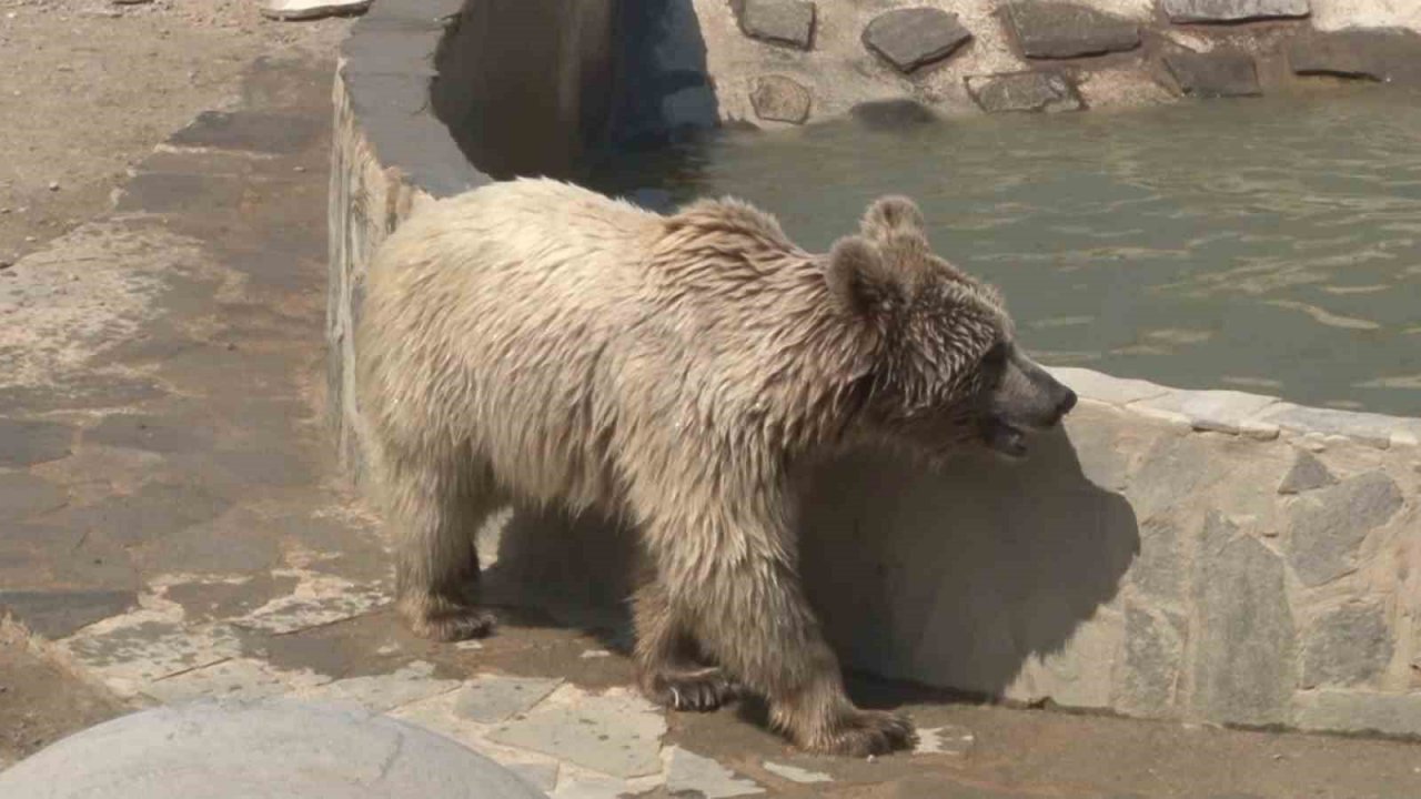 Hayvan rehabilitasyon merkezinde sıcaktan bunalan ayının havuz keyfi kamerada
