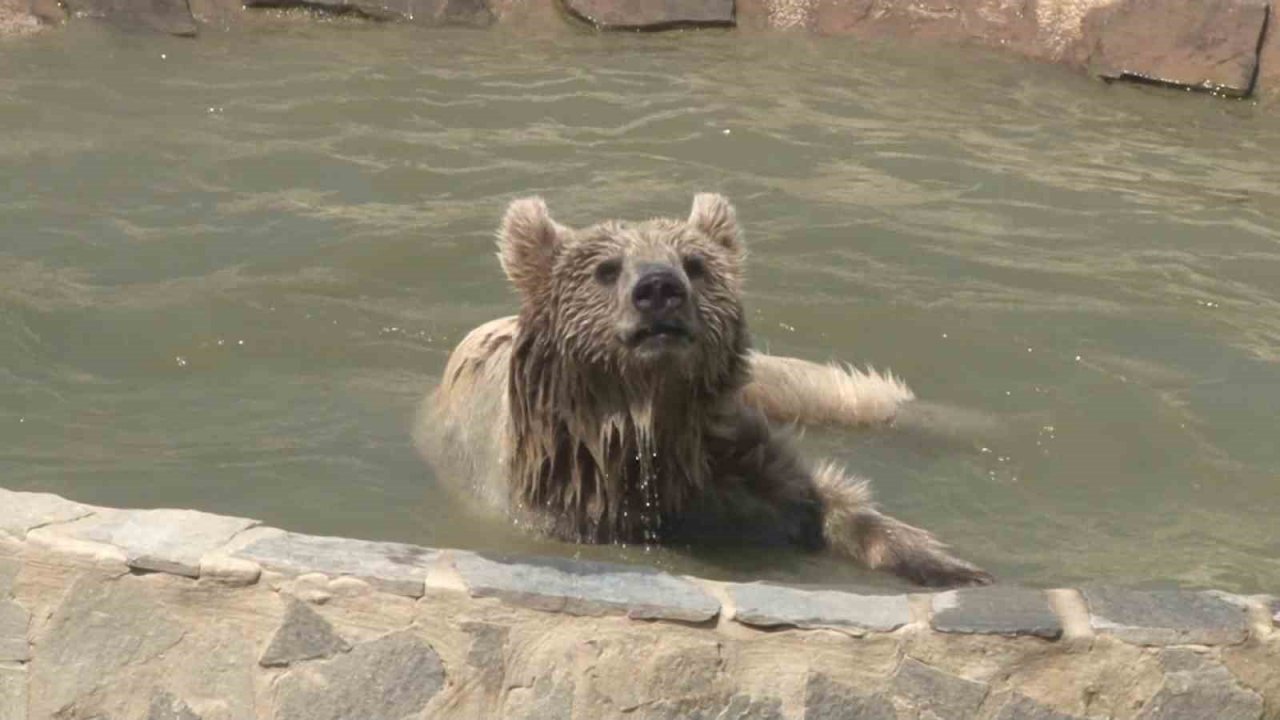 Hayvan rehabilitasyon merkezinde sıcaktan bunalan ayının havuz keyfi kamerada