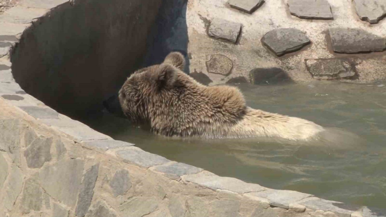 Hayvan rehabilitasyon merkezinde sıcaktan bunalan ayının havuz keyfi kamerada