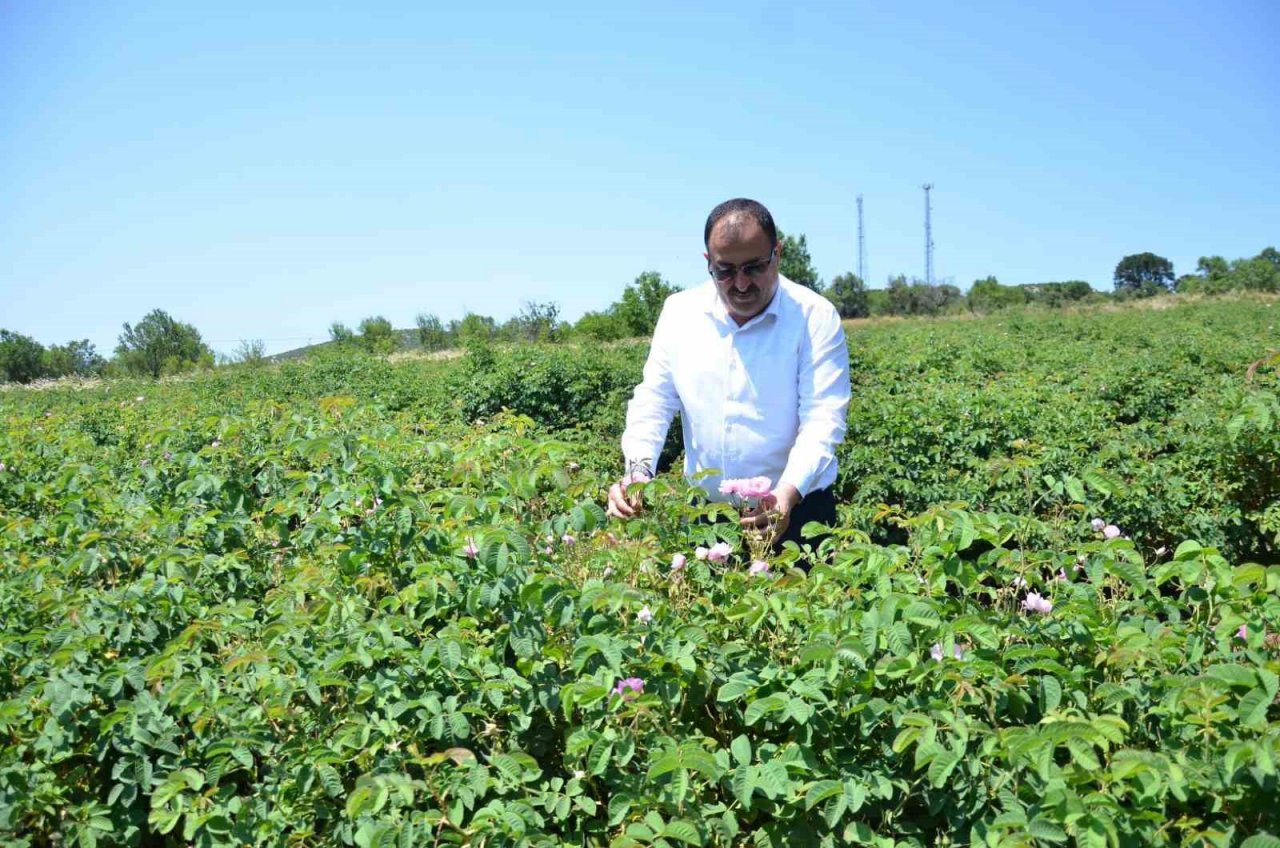 Yağlık gül hasadı başladı