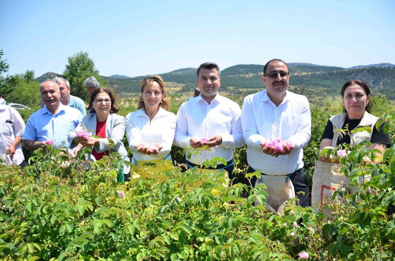 Yağlık gül hasadı başladı