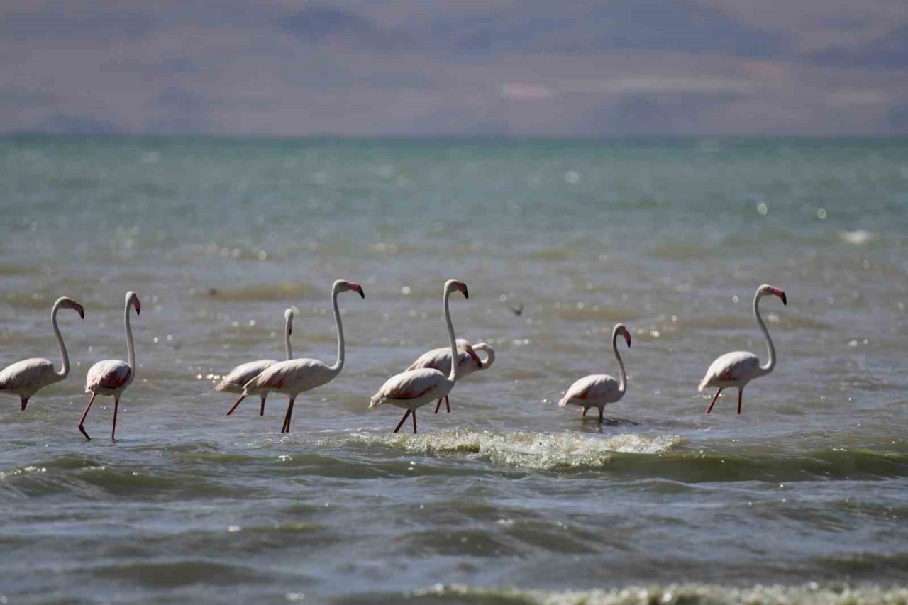Flamingolar kuraklığa rağmen Erçek Gölü’nde