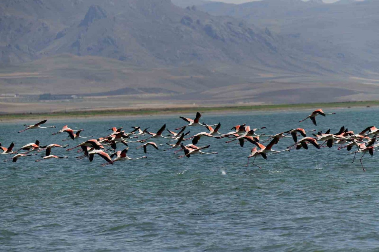 Flamingolar kuraklığa rağmen Erçek Gölü’nde