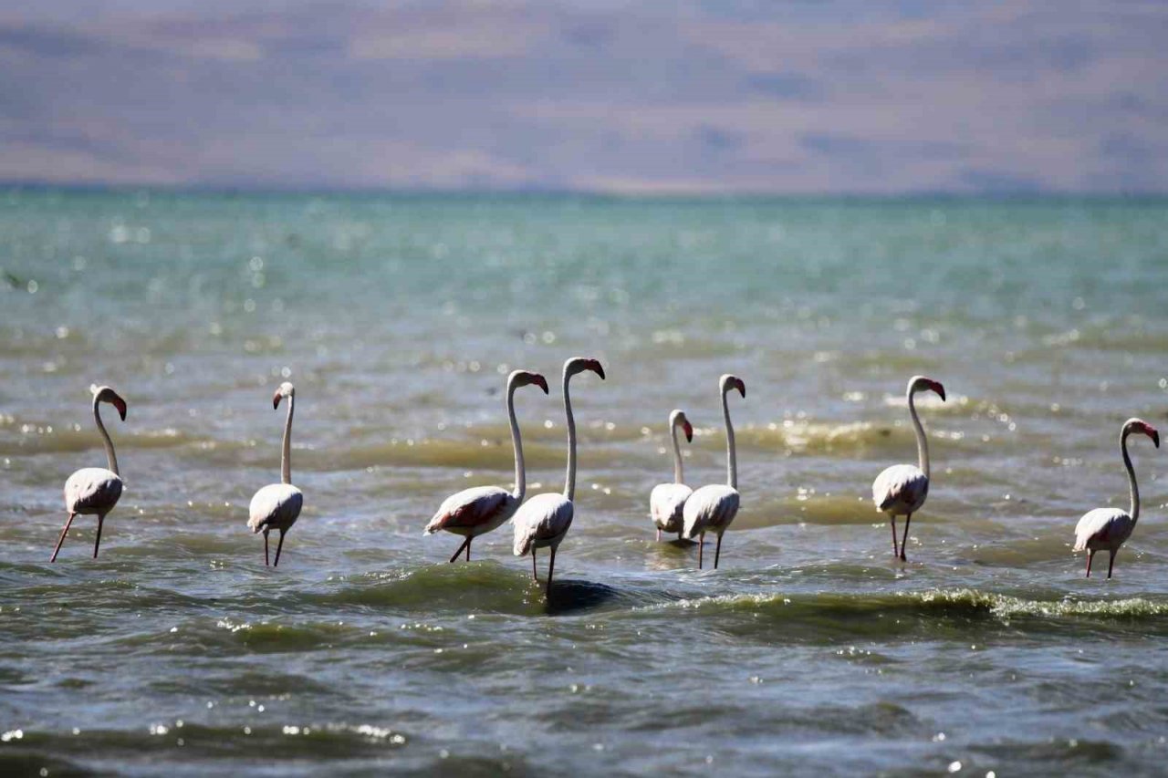 Flamingolar kuraklığa rağmen Erçek Gölü’nde