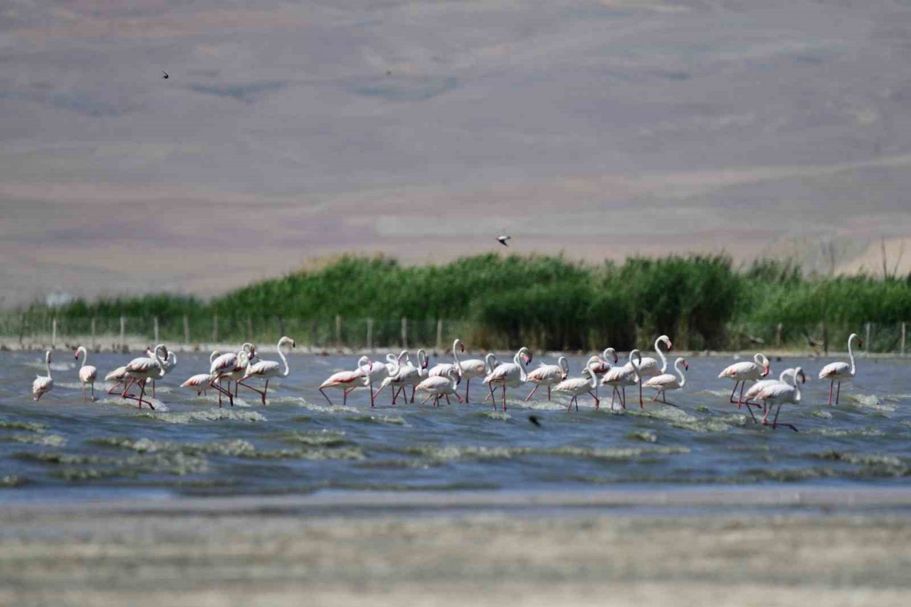 Flamingolar kuraklığa rağmen Erçek Gölü’nde