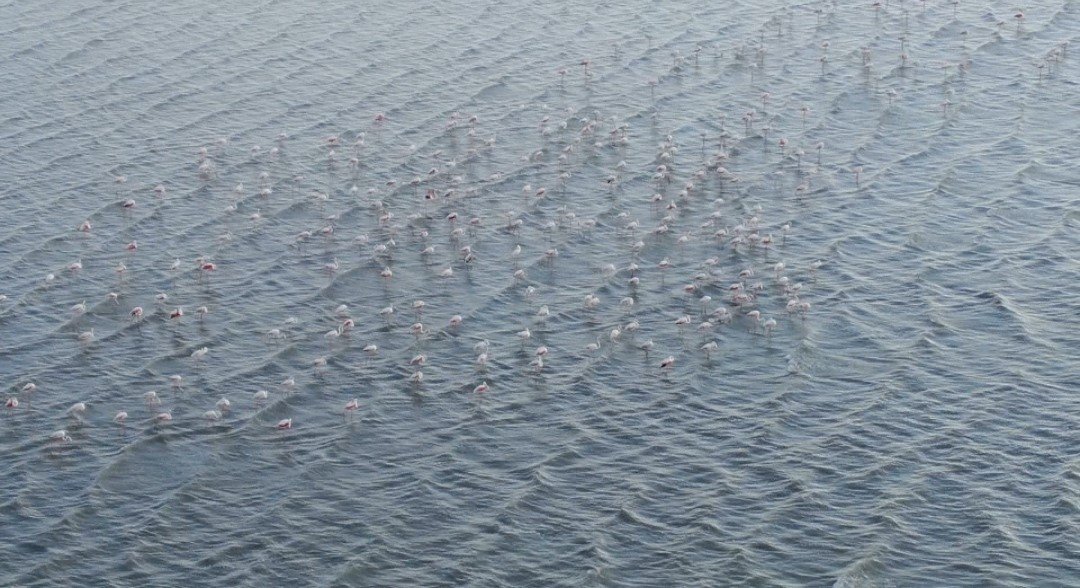 Flamingolar kuraklığa rağmen Erçek Gölü’nde