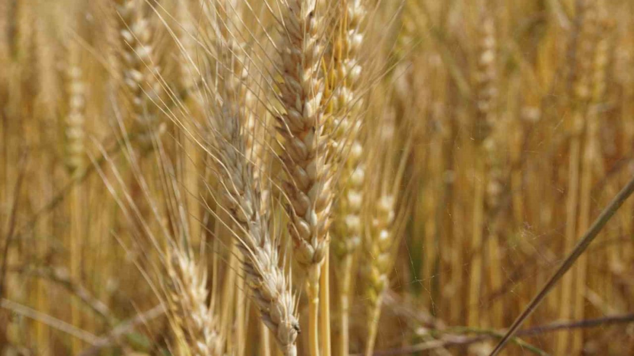 Aşırı sıcaklar hububat tarlalarında yangın riskini artırıyor