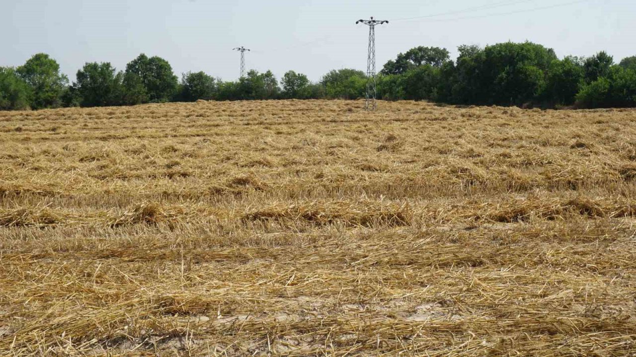 Aşırı sıcaklar hububat tarlalarında yangın riskini artırıyor