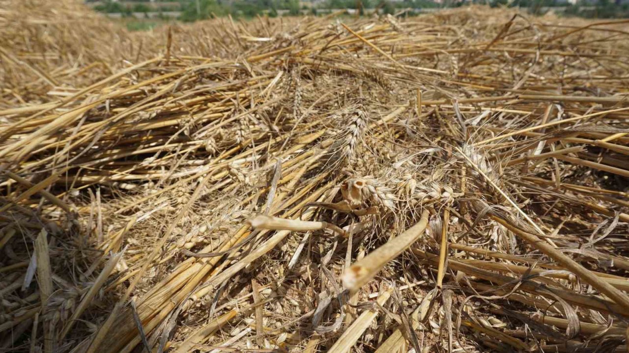 Aşırı sıcaklar hububat tarlalarında yangın riskini artırıyor