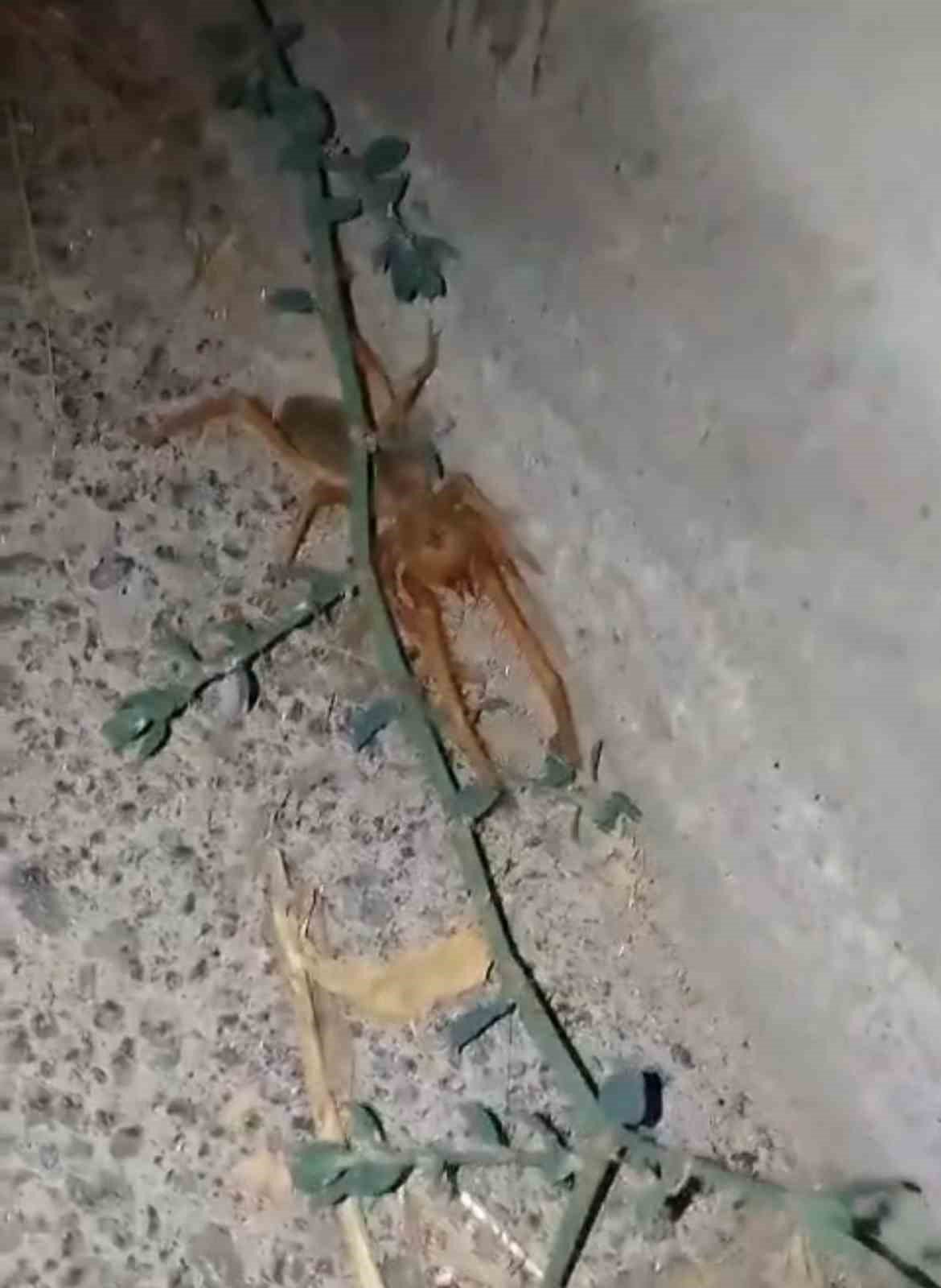 Elazığ’da etçil ’sarıkız’ örümceği görüntülendi