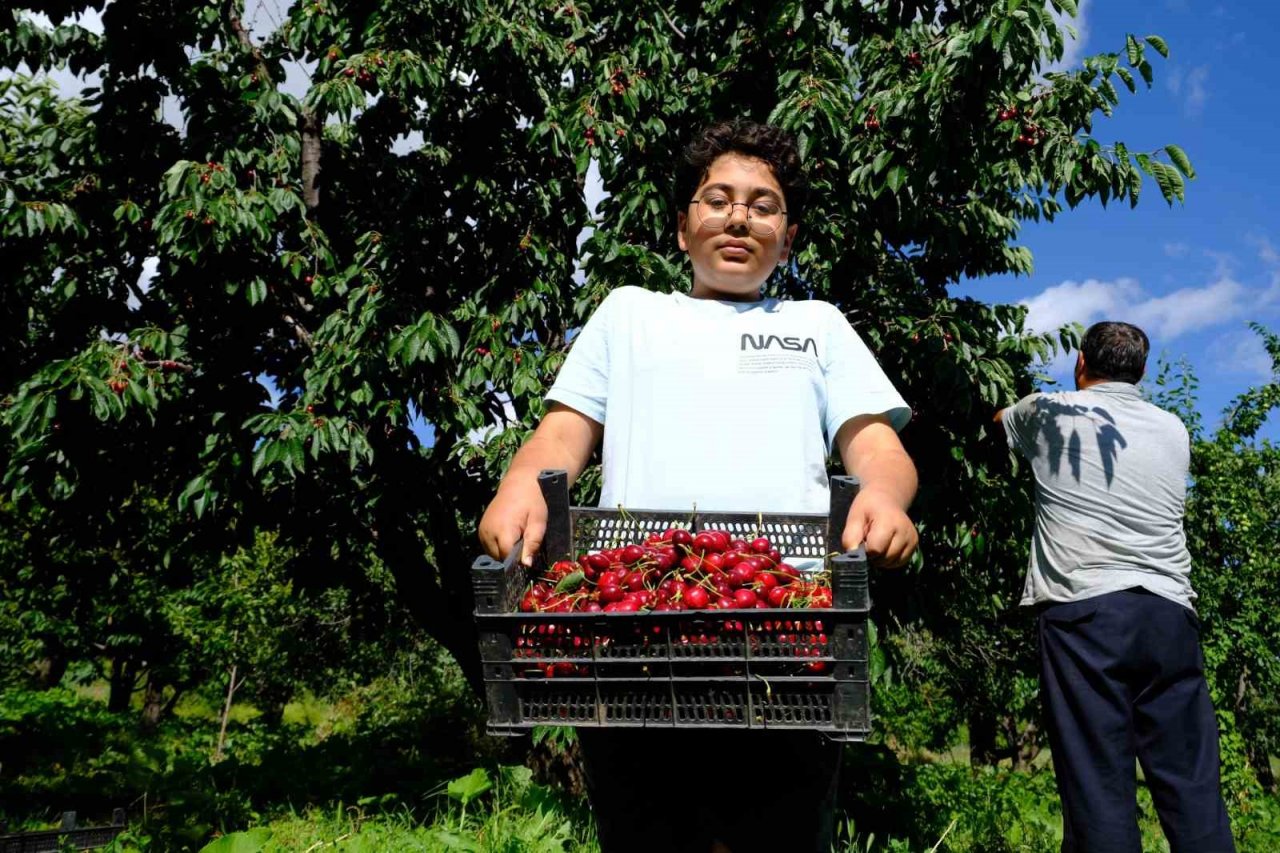 Erzincan’da daha önce görülmemiş kiraz rekoltesi