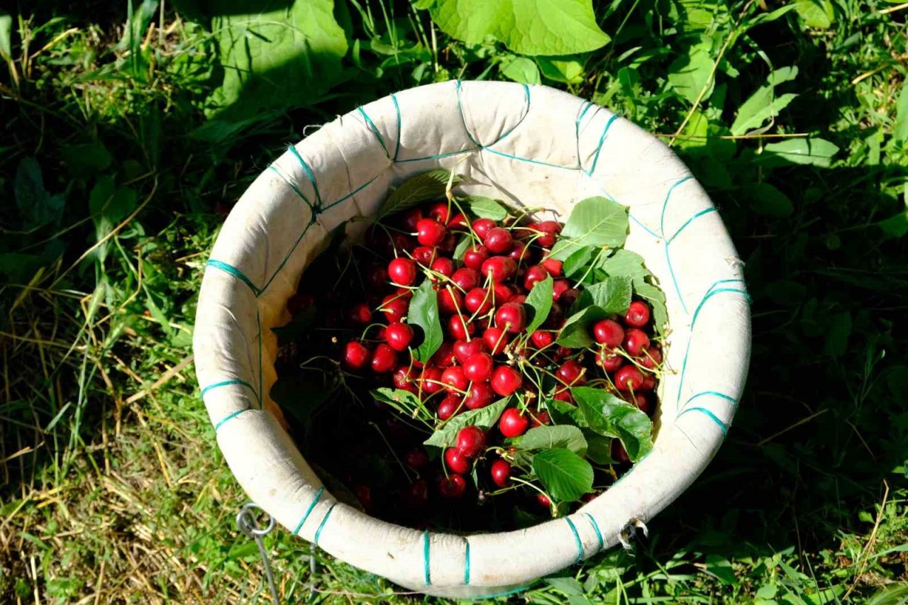 Erzincan’da daha önce görülmemiş kiraz rekoltesi