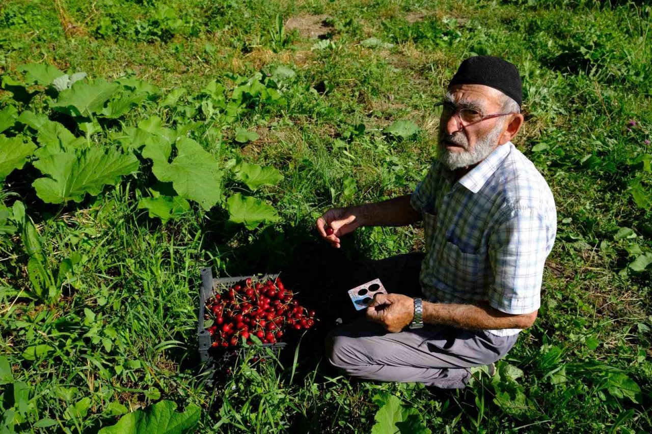 Erzincan’da daha önce görülmemiş kiraz rekoltesi