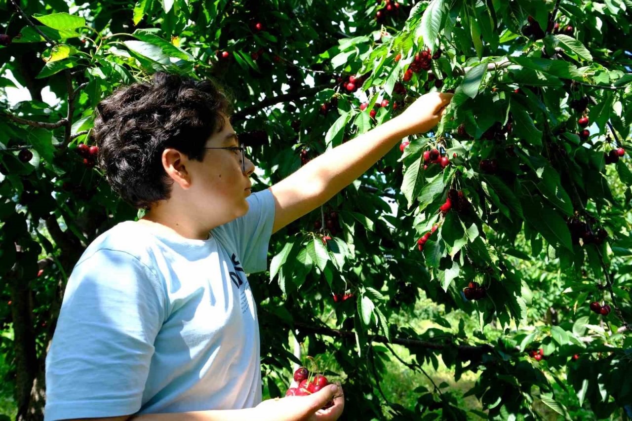 Erzincan’da daha önce görülmemiş kiraz rekoltesi