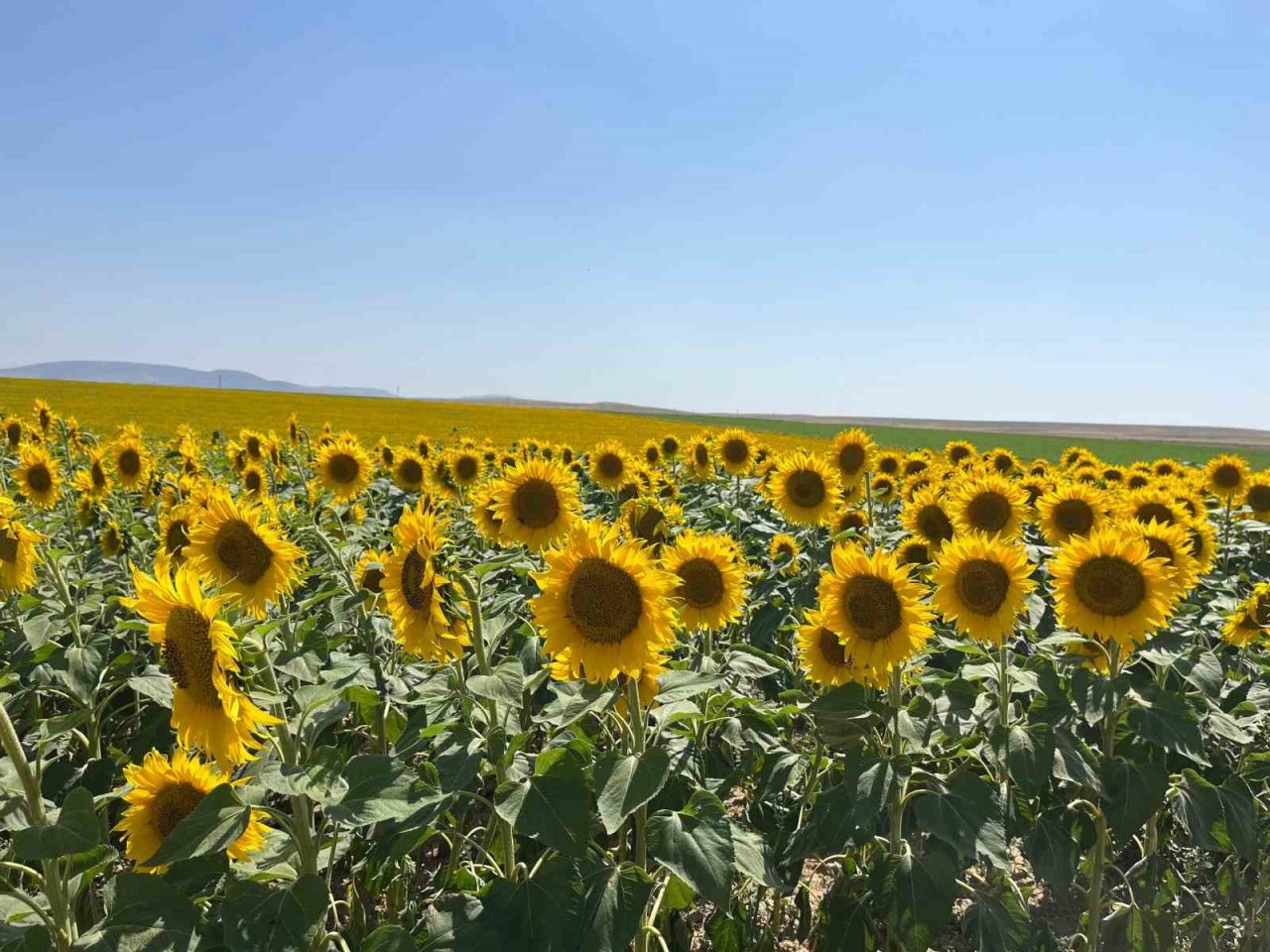 Çifteler ’de uçsuz bucaksız ayçiçekler kartpostallık görüntüler sundu