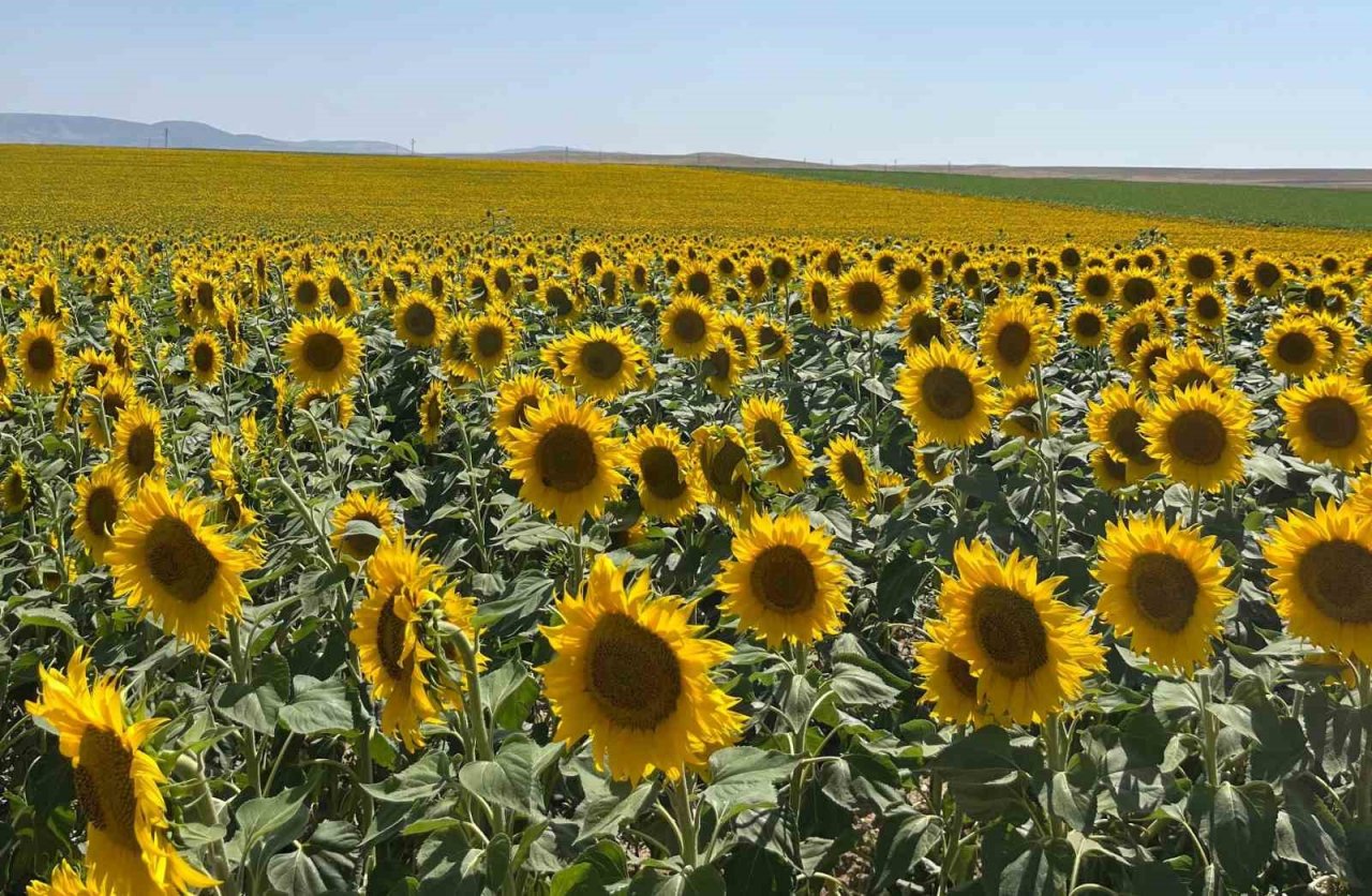 Çifteler ’de uçsuz bucaksız ayçiçekler kartpostallık görüntüler sundu