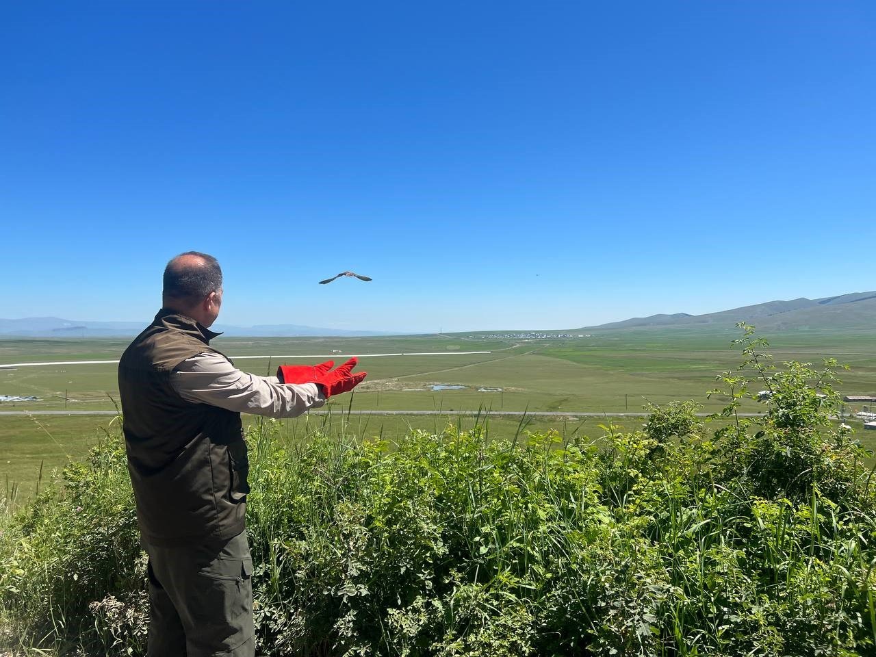 Kars’ta tedavileri tamamlanan kerkenezler doğaya bırakıldı