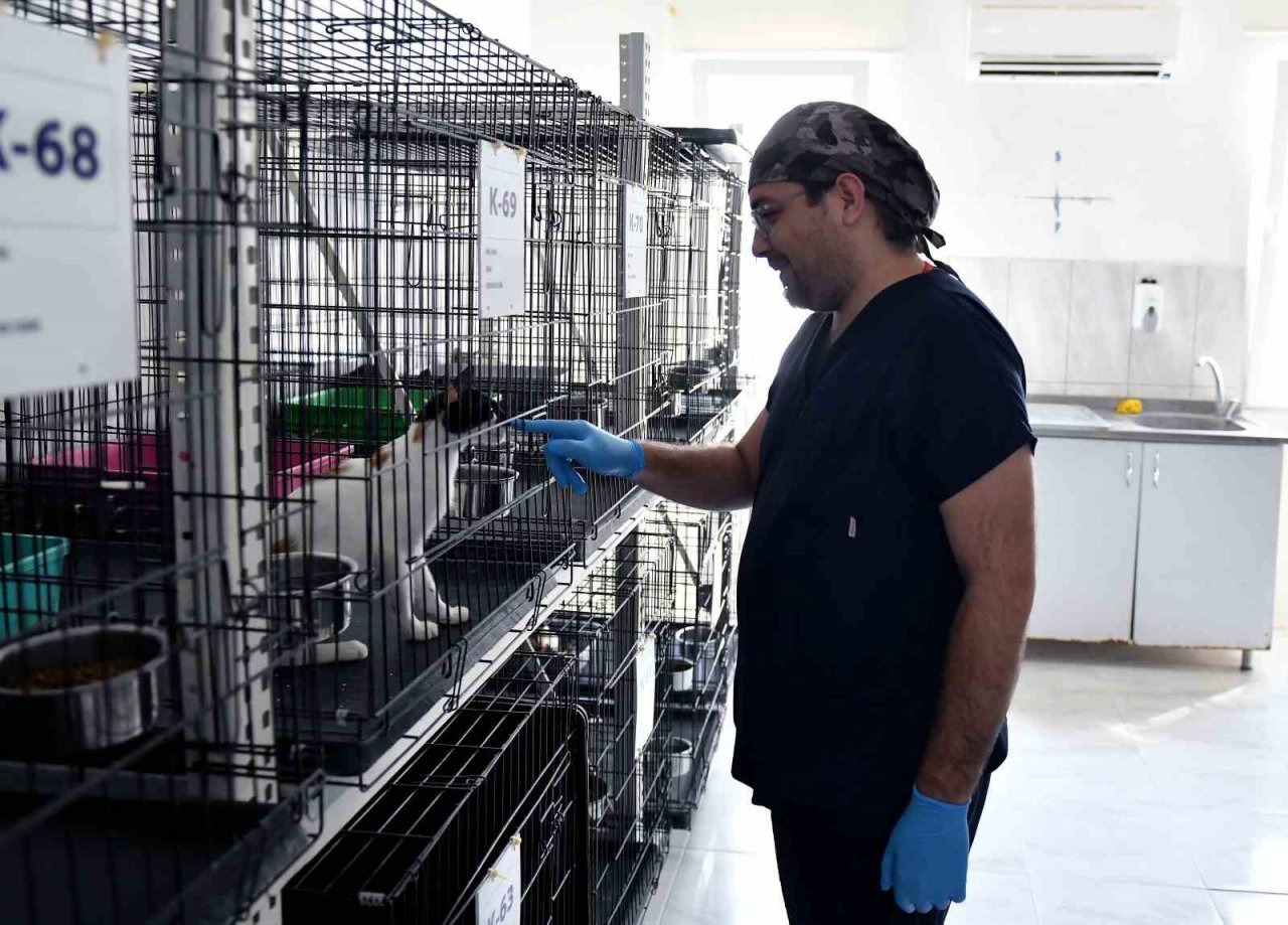 Köpekler suyla, kediler klimayla serinletiliyor