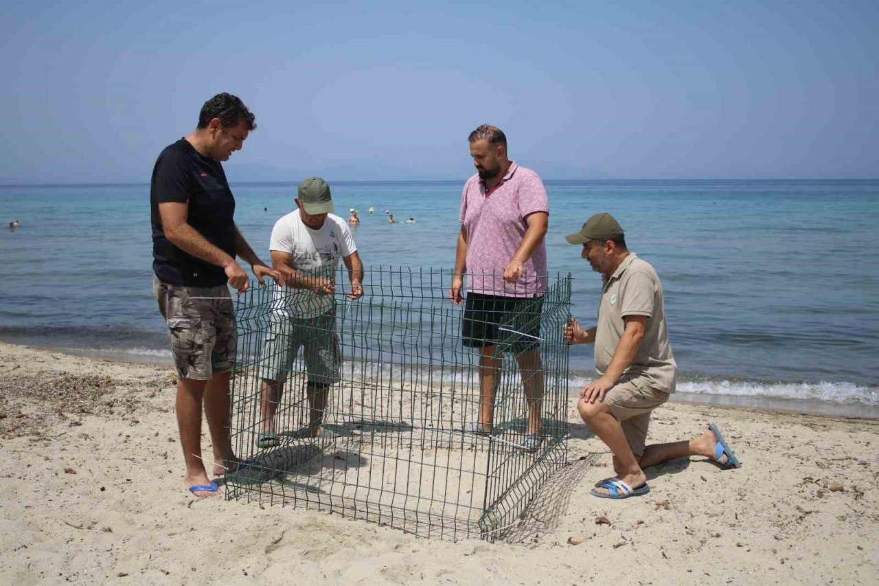 Kuşadası’nın tertemiz plajları caretta caretta yuvalarına ev sahipliği yapıyor