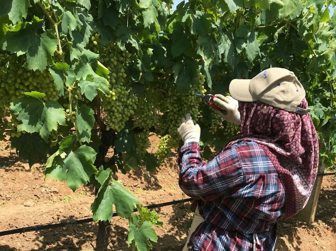 Sarıgöl’de doludan zarar gören üzüm salkımları ayıklanıyor
